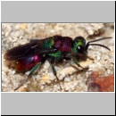 Hedychrum nobile - Sand-Goldwespe 10b 7mm Teverener Heide.jpg